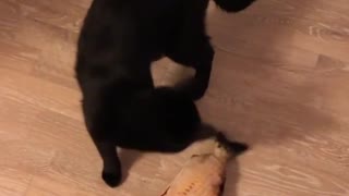 This cat is literally trying to kill a catnip fish