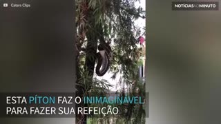 Cobra engole gambá inteiro suspensa em árvore