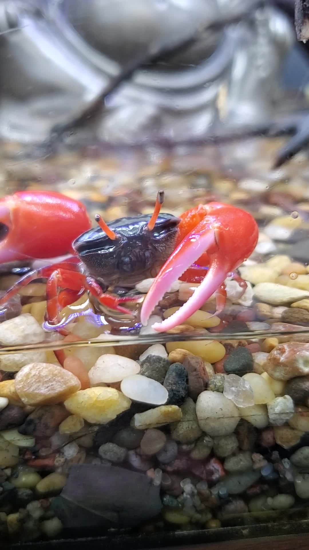 Meet The Beautiful Watermelon Fiddler Crab