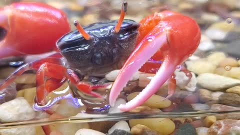 Meet the beautiful Watermelon Fiddler Crab