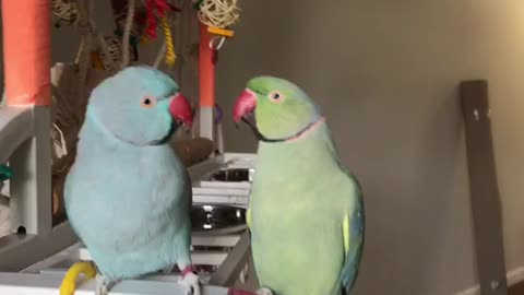 Overly-Affectionate Parrots Engage In A Mouthful Conversation