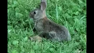 Showing off that Cottontail.