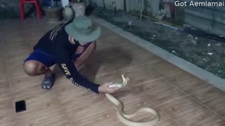 Man Displays His Cobra Catching Skills