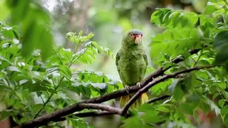 The most beautiful green birds