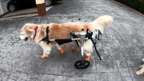 Senior dog able to walk again after receiving wheelchair