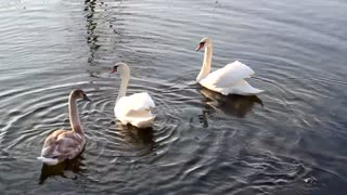 Beautiful Swans Swimming Water