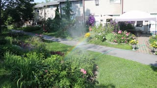 Rainbow from Sprinkler....