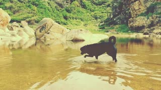 Dog plays in water!!