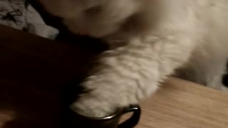 The cat drinks coffee with his hands