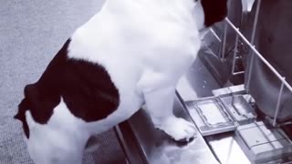 French Bulldog thinks he's a dishwasher