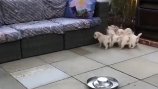 Busy mom with hungry puppies