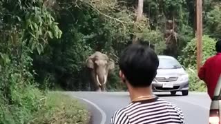 Elephant and Car Solve a Stalemate