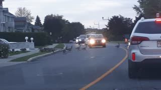 Geese blocking a small street