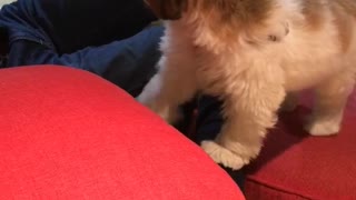 Dog steals pillow from dad