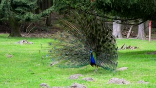 A peacock doing the mating dance