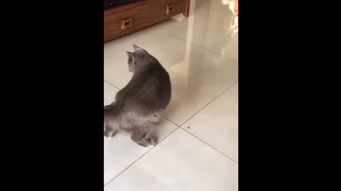 OMG So Cute ♥ Best Funny Cat Videos 2021 #1 on Make a GIF