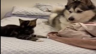 Cute, cat playing with a dog