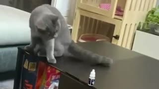laugh-funniest-Cute Cat 2021 Video