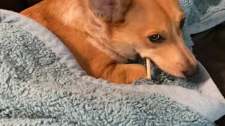 Corgi Puppy Enjoys a Midnight Snack