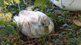 Sleepy Little Duck (Long Version)