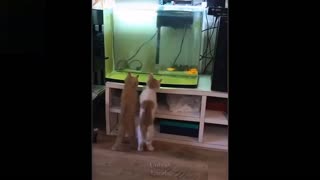 Funny Animal video competition part 2