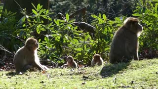 Forest Animals Ambush Impala - Animals Survival - Amazing Wild Animals Attack - Wild Animals Fight