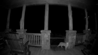 Doorbell Camera Spots Bobcat