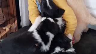 Border Collie Puppy Cuddles
