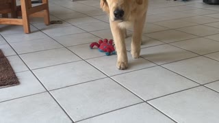 Puppy Dog Pounces After Slowly Stalking Its Human