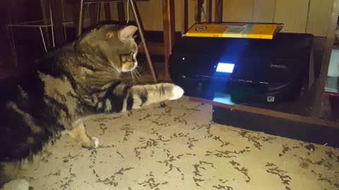 Cat Scares Itself While Attacking Printer