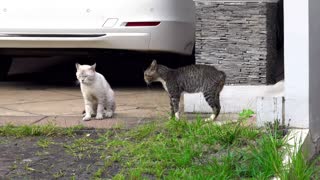 Fierce fighting between two cats, whichever you encourage