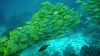 View of School of fish