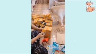 Cute and Smart Dogs funny