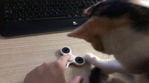 My kitten is playing with the fidget spinner!