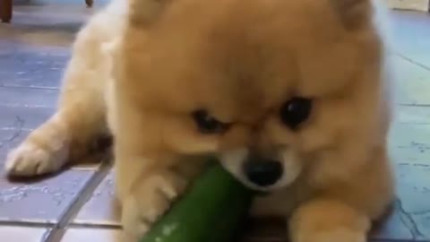 Cute Dog Eats cucumber Hilarious reaction