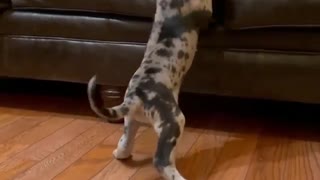 Great Dane Dog and Puppy Spending Quality Time Together
