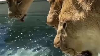 lion drinking water 1