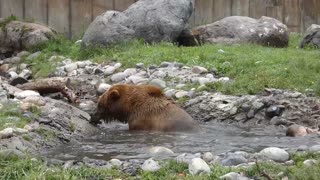 Rescued Bears Play About in Encounter