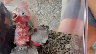 Baby Rose-breasted or Galah cockatoos squawking