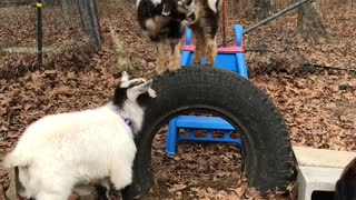 Baby Goats Playing Together