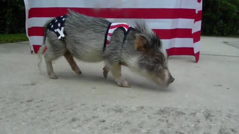 Pig in USA swimwear ready for 4th of July