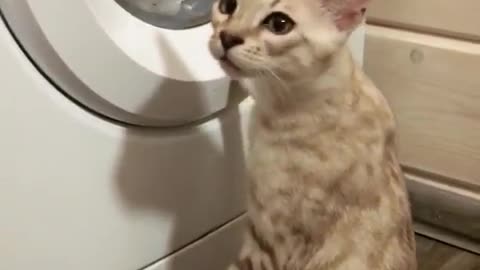Kitty is Learning How to Wash Cloths