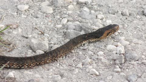 Banded water snake crossing road