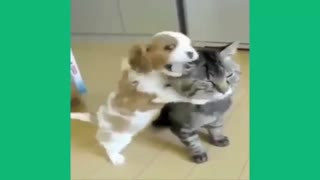 Dog kidding with cat