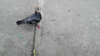 Pigeon Dons Bread Necklace