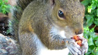 a squirrel eating nuts squirrel videos
