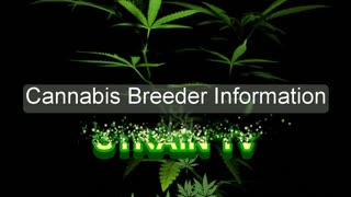 Anesia Seeds - Cannabis Strain Series - STRAIN TV