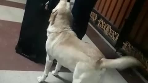 Labrador welcoming Hooman after vacation