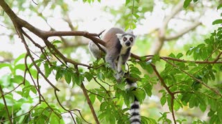 skillful lemur