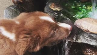 Border Collie Puppy Drinks From Fountain